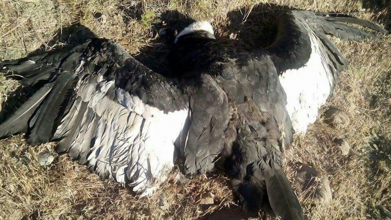 Encontraron un cóndor muerto y creen que lo mataron cazadores