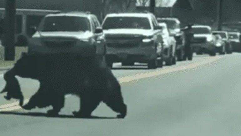 Viral en Instagram: una osa retó a sus cachorros para que cruzaran la calle