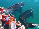 Los operadores turísticos de Chubut afirman que, pese a precios más altos que en el exterior, en este 2025 llegarán mejor a la temporada de avistaje de ballenas. 