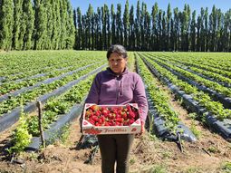 vuelve la feria a neuquen capital con precios imbatibles vuelve la feria a neuquen capital con precios imbatibles