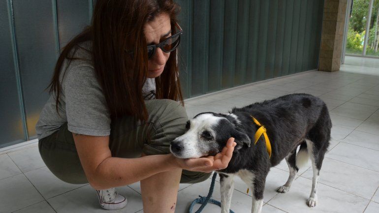 Una mujer fue atacada por una dogo en el Paseo de la Costa y se salvó al tirarse al río