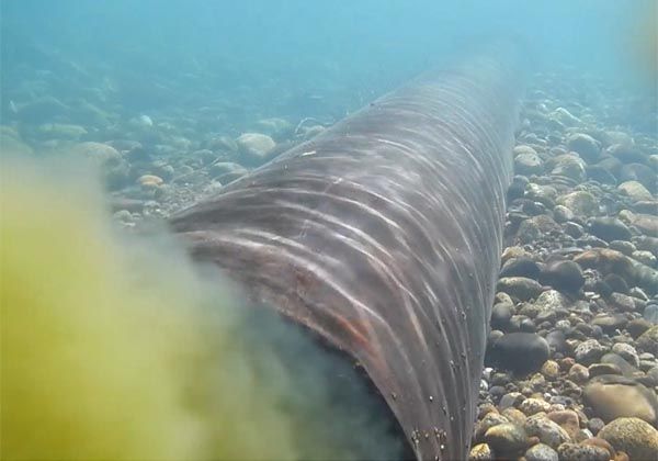 Denuncian grave contaminación del río Chimehuin