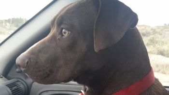 Roque, el perro de Comodoro Rivadavia que encontró a sus dueños. Roque, el perro de Comodoro Rivadavia que encontró a sus dueños.