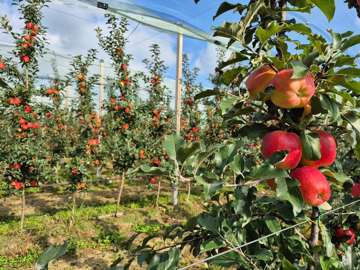 La producción de esta nueva variedad estará en torno a las 7.000 toneladas.