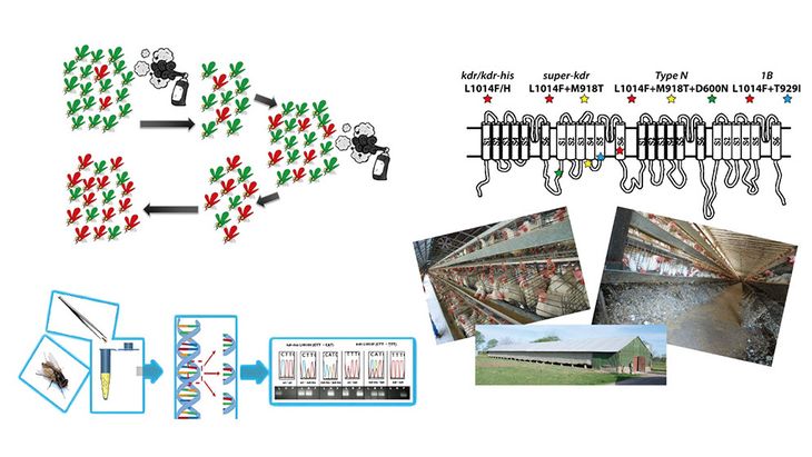  Un gallinero con mala ventilación, camas húmedas o comederos sucios se convierte en el ambiente perfecto para su reproducción. Un gallinero con mala ventilación, camas húmedas o comederos sucios se convierte en el ambiente perfecto para su reproducción. 
