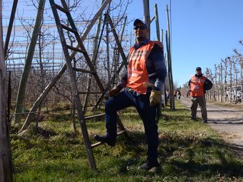 Se busca el mejor podador de la Patagonia.
