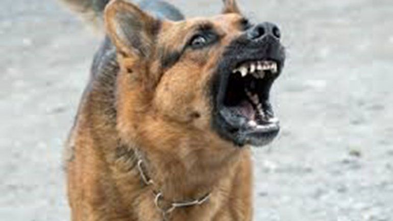 Su perro atacó a una mujer y debe pagarle $50.000