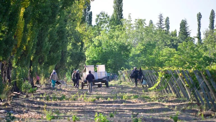Desde abril hubo que redoblar esfuerzos para ingresar las uvas. Desde abril hubo que redoblar esfuerzos para ingresar las uvas.