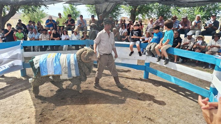 Remate campeón supremo, salió a la venta junto con 183 carneros. Remate campeón supremo, salió a la venta junto con 183 carneros.