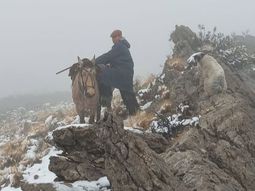 El conflicto entre la fauna silvestre y la producción rural vuelve a generar tensión en el norte de Neuquén. El conflicto entre la fauna silvestre y la producción rural vuelve a generar tensión en el norte de Neuquén.