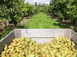 La pera de Sudáfrica se está posicionando en mercado furtícolas clave. La pera de Sudáfrica se está posicionando en mercado furtícolas clave.