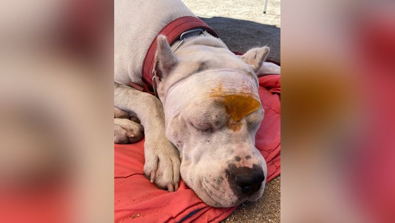 La furia de un turista: atacaron a su perro en un camping neuquino y nadie se hace cargo