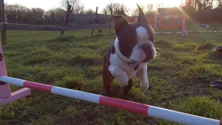 Este perro no deja de sumar reproducciones en YouTube