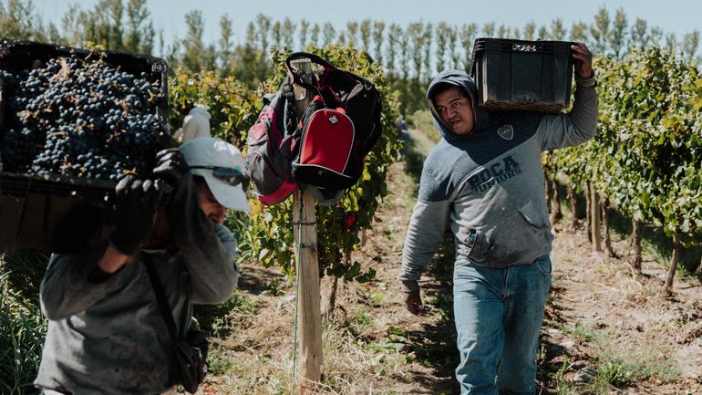 La vendimia se forja como una tradición cultural en Neuquén