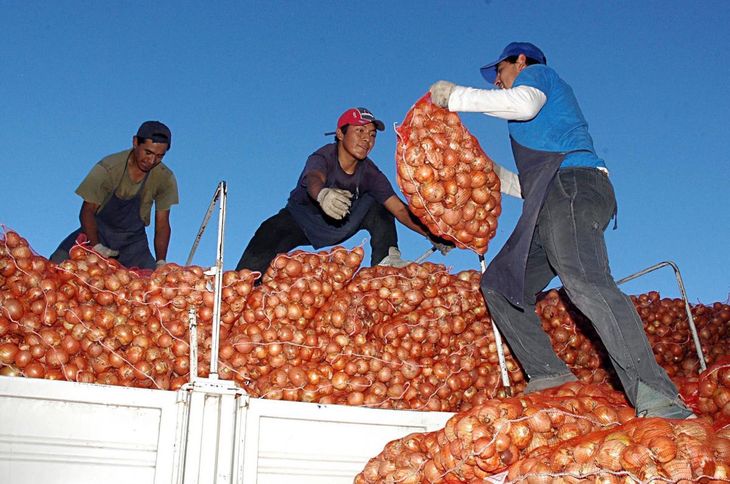 Una parte importante de la cosecha de cebollas se orientó al mercado interno. Una parte importante de la cosecha de cebollas se orientó al mercado interno.