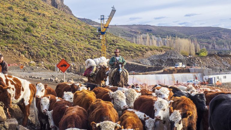 El último trashumante: el criancero que se mezcla y desafía al progreso de Neuquén