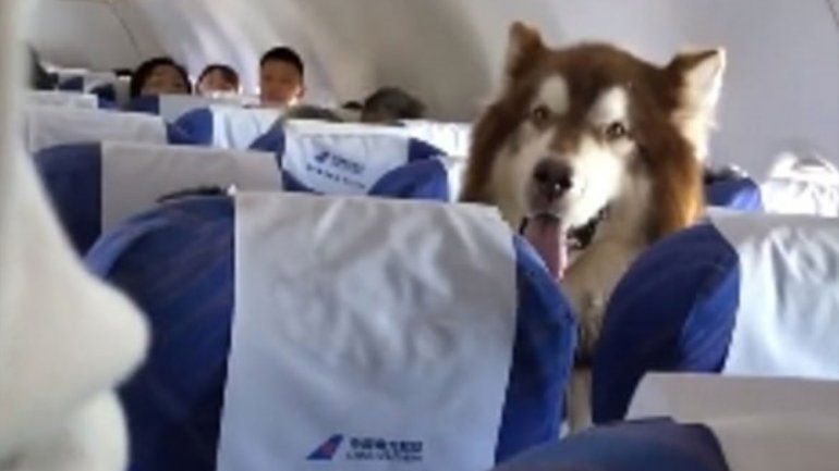 Un perro viajó como pasajero en un avión para asistir a una mujer con discapacidad