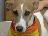Arturo, el perro de Gran Hermano