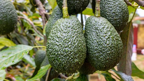 Alerta por la palta de Perú: detectan exceso de cadmio en exportaciones
