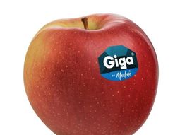 Publicidad, clave para el desarrollo comercial de las nuevas variedades. Publicidad, clave para el desarrollo comercial de las nuevas variedades.