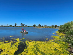 Las canteras tienen agua más quieta que una laguna, lo que implica menos disponibilidad de zooplancton. Foto: gentileza investigadores. Las canteras tienen agua más quieta que una laguna, lo que implica menos disponibilidad de zooplancton. Foto: gentileza investigadores.