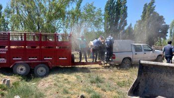 En un increíble operativo rescataron a casi 30 vacas en completo estado de abandono