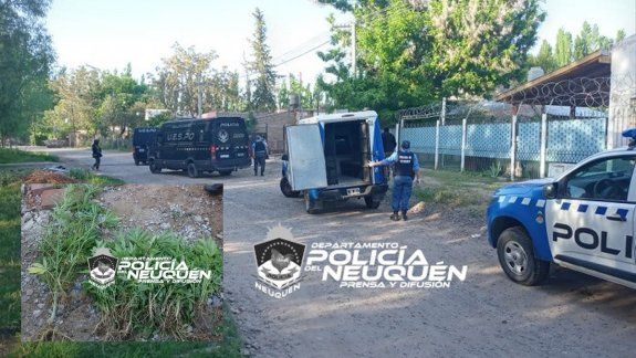 Centenario: secuestraron armas y 240 plantas de marihuana
