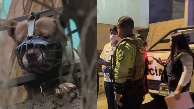 El cuerpo de la bebé atacada por los pitbulls fue derivado a la Morgue Central de Lima. | LM Neuquen El cuerpo de la bebé atacada por los pitbulls fue derivado a la Morgue Central de Lima.