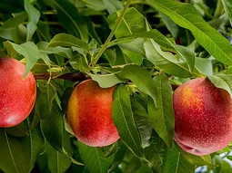 Crece la producción de fruta de carozo en los países de Europa. Crece la producción de fruta de carozo en los países de Europa.