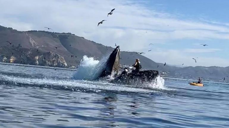 El video viral del momento: una ballena jorobada se traga a dos mujeres
