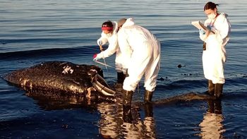 Conservacionistas de Puerto Madryn trabajan tras la aparición de un ballenato muerto en la playa. Conservacionistas de Puerto Madryn trabajan tras la aparición de un ballenato muerto en la playa.