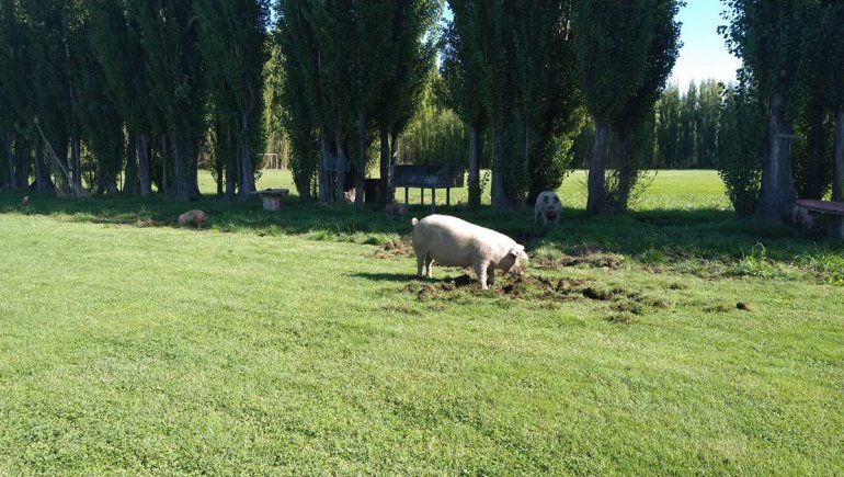 Chanchos olvidados tras el allanamiento provocaron destrozos en un predio