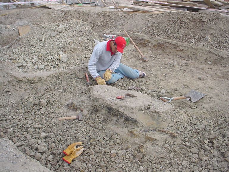 Las tareas de excavación en busca de más vertébras del dinosaurio hallado en 2003.