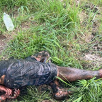 Golpeó salvajemente a una nena de 7 años y vecinos enfurecidos lo capturaron | LM Neuquen Golpeó salvajemente a una nena de 7 años y vecinos enfurecidos lo capturaron