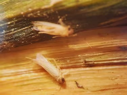 Maizar está coordinando la Red Nacional de Trampas de Monitoreo en 450 puntos del país. Maizar está coordinando la Red Nacional de Trampas de Monitoreo en 450 puntos del país.