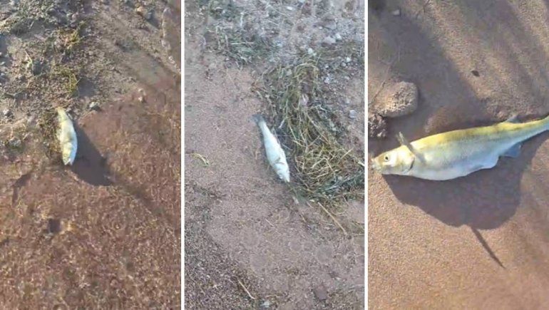 Alerta por gran cantidad de peces muertos en la costa del Mari Menuco: ¿qué se sabe?
