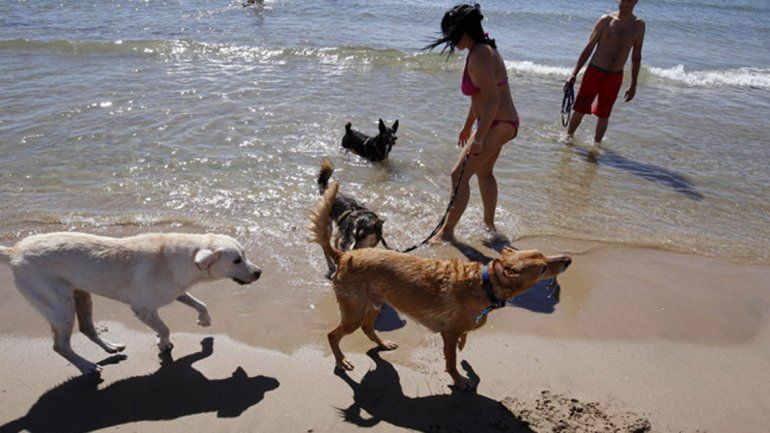 Los perros deberán tener las vacunas al día y bozal si son razas peligrosas. No van a poder circular por la playa.
