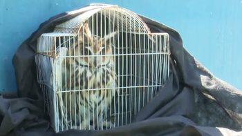 un vecino rescato un lechuzon orejudo herido en neuquen: la decision que tomo medio ambiente