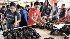 China cerrará mercados de venta de murciélagos