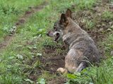 Un lobo Ibérico, en una fotografía de archivo. Foto: EFE