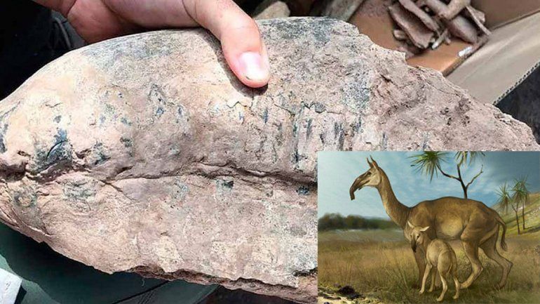 En Santa Fe, un vecino halló el fósil de un mamífero