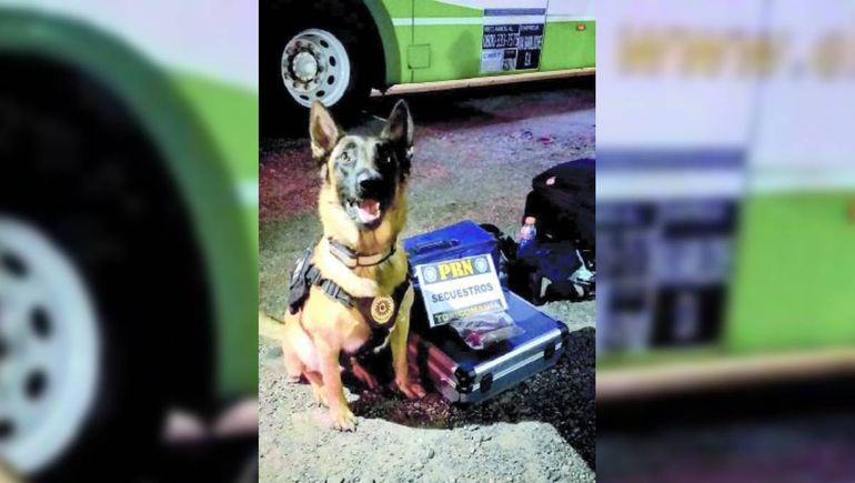 El perro Máximo es infalible con la droga.