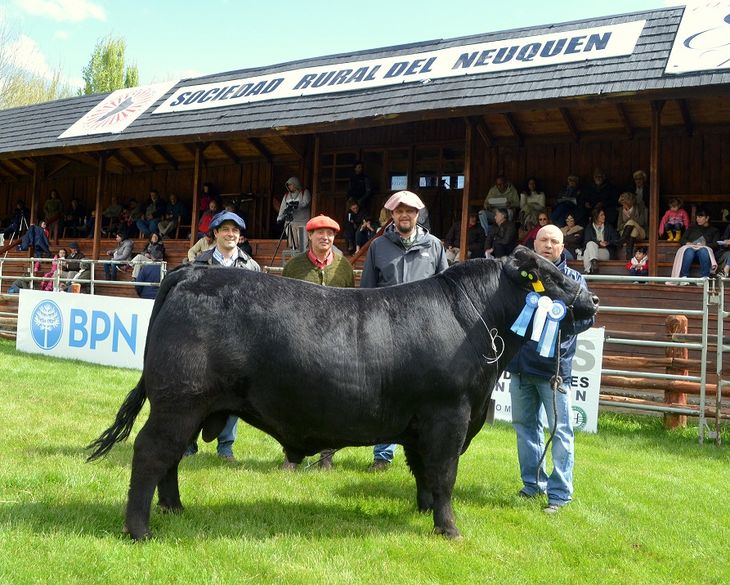 El sector ganadero de la Patagonia tiene una cita en Junín de los Andes. Foto: gentileza SRN. El sector ganadero de la Patagonia tiene una cita en Junín de los Andes. Foto: gentileza SRN.