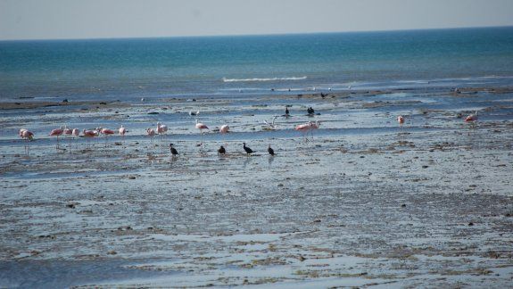 Hace 17 años que vecinos organizan una viaje de 16 kilómetros a pie por la playa. Una experiencia inolvidable.