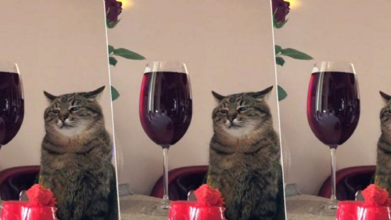 TikTok: el viral video del gato que te hacé recordar las fiestas aburridas.