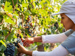 Trabajadores vitivinícolas exigen salarios dignos frente a las bodegas en plena cosecha nacional. Trabajadores vitivinícolas exigen salarios dignos frente a las bodegas en plena cosecha nacional.