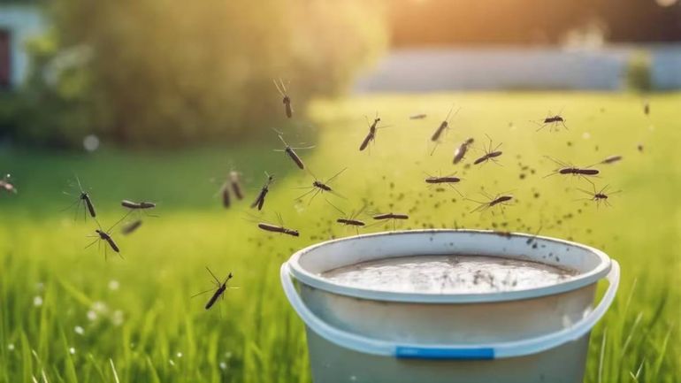 Ante el brote de dengue, el Gobierno asegura que trabajan desde el primer día en la toma de desiciones estratégicas para controlar la epidemia. Foto: Google.  