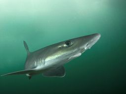 El gatuzo presenta un cuerpo estilizado y alcanza la madurez sexual recién entre los 7 y 8 años. Foto: WCS El gatuzo presenta un cuerpo estilizado y alcanza la madurez sexual recién entre los 7 y 8 años. Foto: WCS