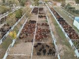 Con una oferta de 1.500 cabezas y la participación de múltiples firmas consignatarias, la 38.° edición busca dinamizar el mercado regional en un contexto de reajuste de precios para la hacienda en pie. Con una oferta de 1.500 cabezas y la participación de múltiples firmas consignatarias, la 38.° edición busca dinamizar el mercado regional en un contexto de reajuste de precios para la hacienda en pie.