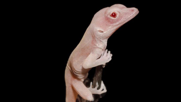 Científicos editaron los genes de unas pequeñas lagartijas